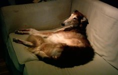 12 Couch Potatoe Borzoi.JPG