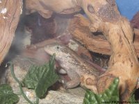 Curly tail 42010.jpg