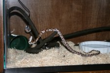 snake2-2.jpg
