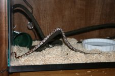 snake2-3.jpg