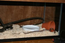 snake2-4.jpg