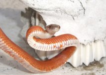 Ruby Skull 003cr800.jpg