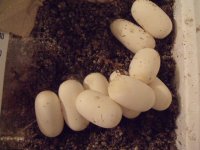 2010_05270005.JPG