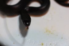 IMG_4327  Nigritus Babies (5).JPG