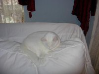 catpost.JPG