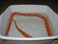 fluffy-poop-3.jpg