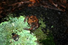 toad.jpg