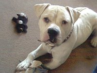 dog2.jpg