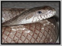 GrayRatMale1.jpg