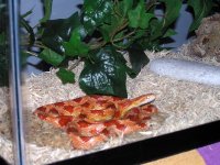 Draco's Digs III.jpg