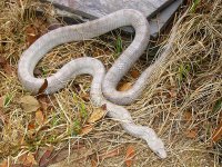 Lily March 2010 006cr.jpg