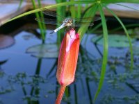 July 4 2009 004.jpg