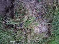 0722001813localgarter.jpg