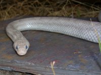 Lily March 2010 004cr.jpg