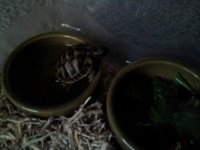 Tortoise4.jpg