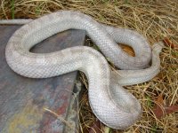 Lily March 2010 005cr.jpg