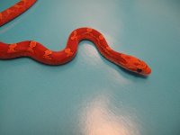 hypo female.JPG