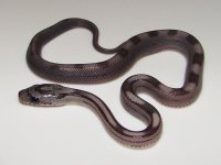 gstripexgranite_4.jpg