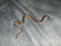 Bed1.JPG