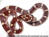 pjcr040-02m motley het sk ph anA.JPG