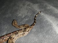 Head Tail Combo.jpg