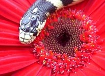 Chocs Daisies 009cr800jpg.jpg