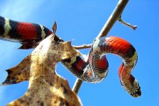 Inez Goes Out 068cr800new.jpg