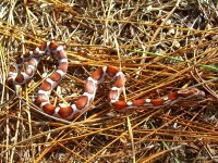 Milksnake October 31_2010 021cr.jpg