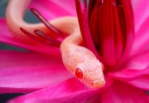 Mango July 2009 011crnew.jpg