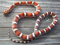 Milksnake October 31_2010 005cr.jpg