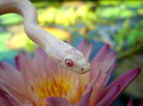 Pepper July 2008 003crnew.jpg