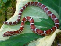 Milksnake October 31_2010 017cr.jpg
