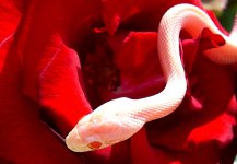 Mingo 09_2009 019cr.jpg