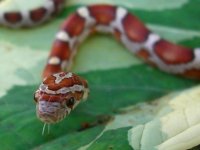 Milksnake October 31_2010 019cr.jpg