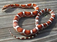 Milksnake October 31_2010 002cr.jpg