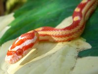 Candy Cane October 31_2010 002cr.jpg
