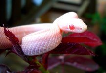 Mango July 2009 032crnew.jpg