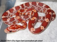 pjcr044-01f hypo het lav ph amA.jpg