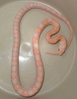 Pink3.jpg