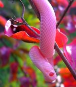 Mingo November 2009 011crnew.jpg