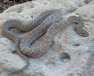 IntermontaneRatsnake.jpg