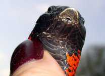 Zee's Face 006cr.jpg