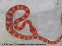 pjcr044-03m hypo amel het lavenderA.jpg