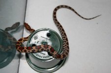 Snake2-5.jpg