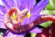 Draco Arrives 018crnew.jpg