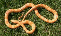 orange 1.jpg