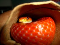 Ruby Meal With Protection 007.jpg