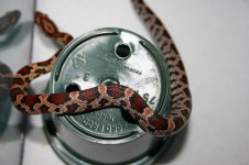 snake2-6.jpg