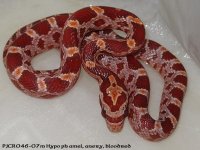 pjcr046-07m hypo  ph am an blA.jpg