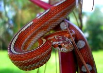 El Wray September 2009 038crnew.jpg